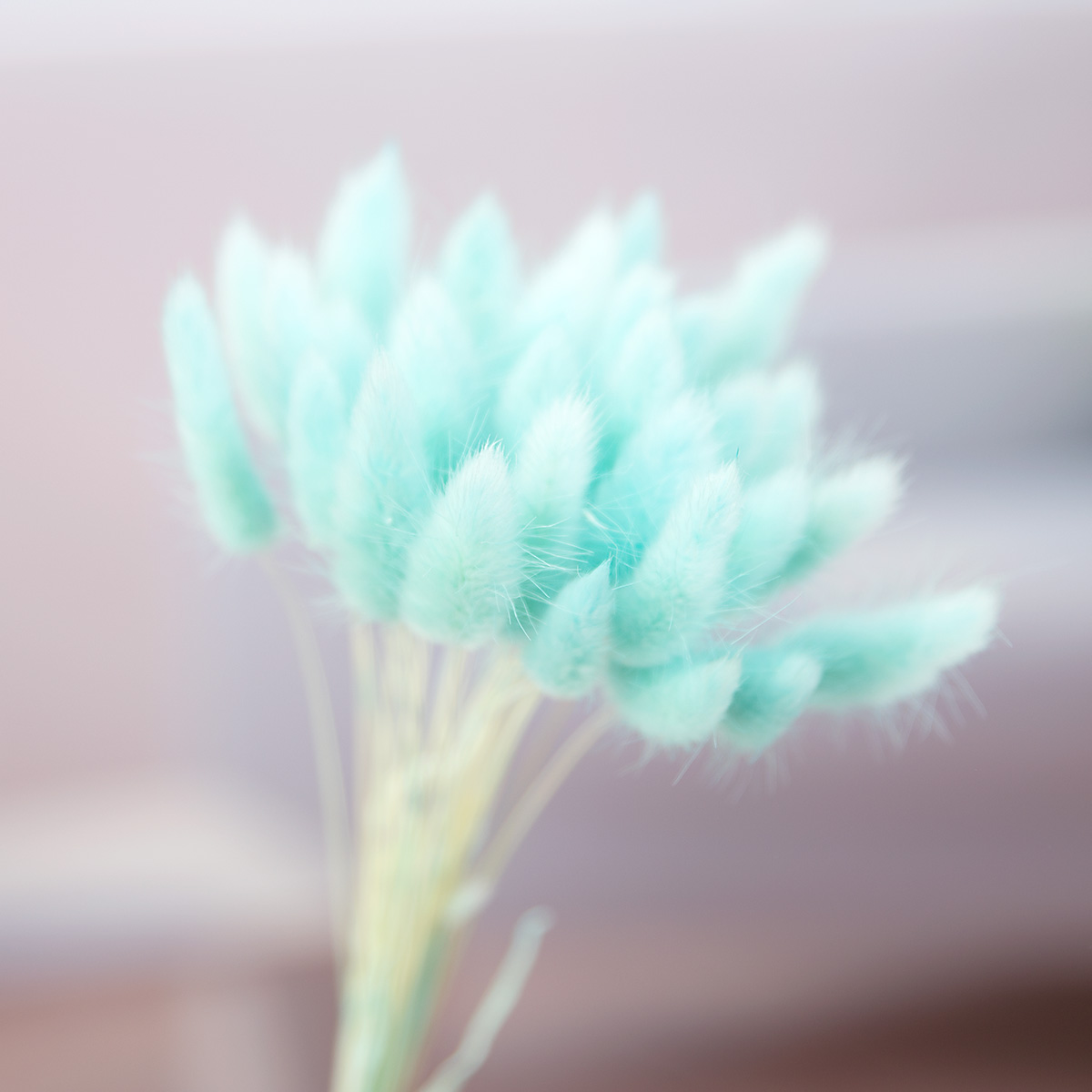 ¹Ù´ÏÅ×ÀÏ ¶ó±×¶ó½º 30P ¹øµé µå¶óÀÌÇöó¿ö °¾ÆÁöÇ® - ¾ÆÆ¼ÇöóÀÚ, 9,000¿ø, Á¶È, ºÎ½¬