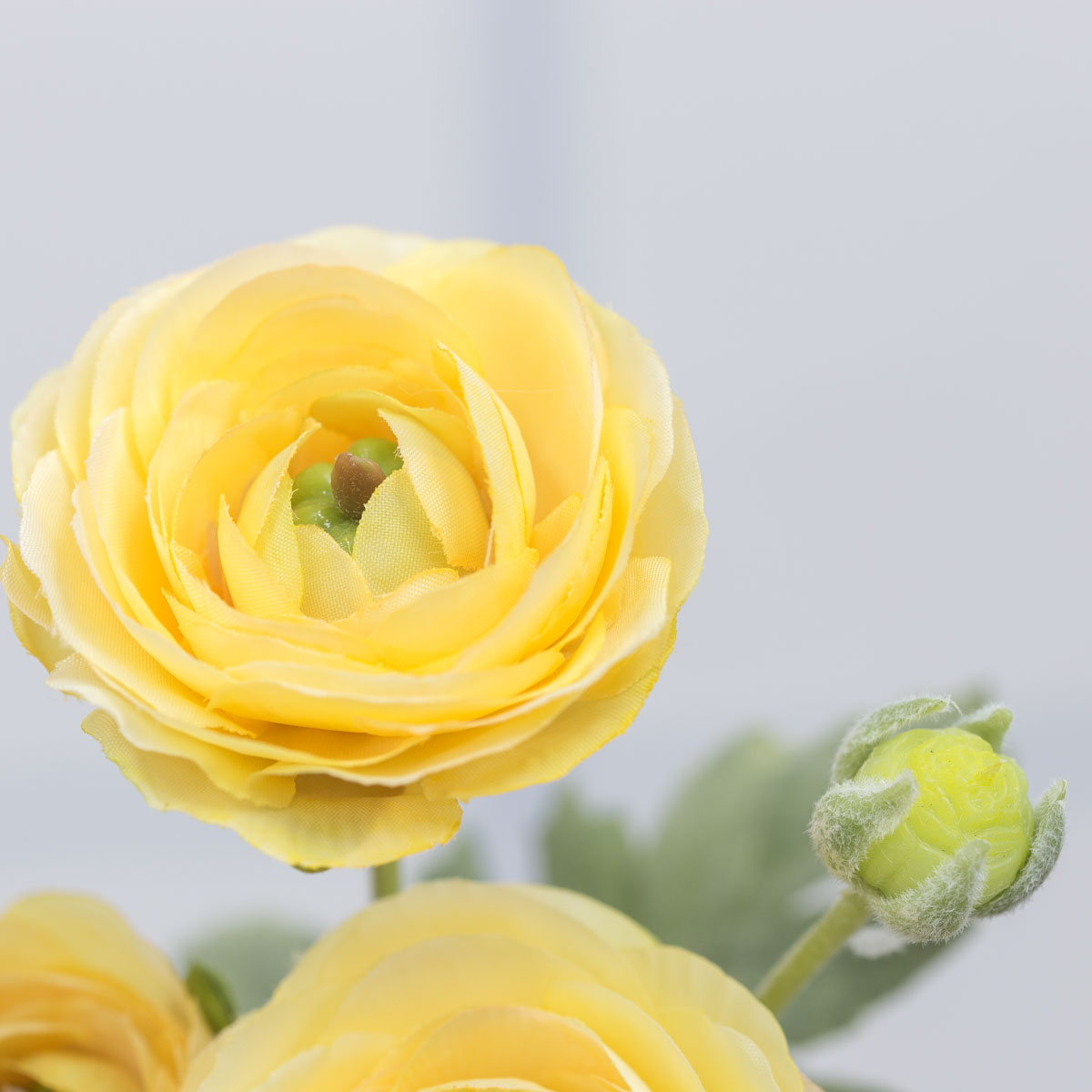 Lemon ɼ 