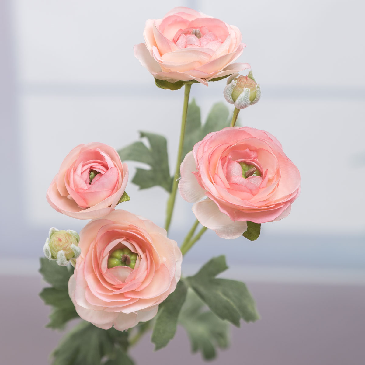 Misty Rose  ̹