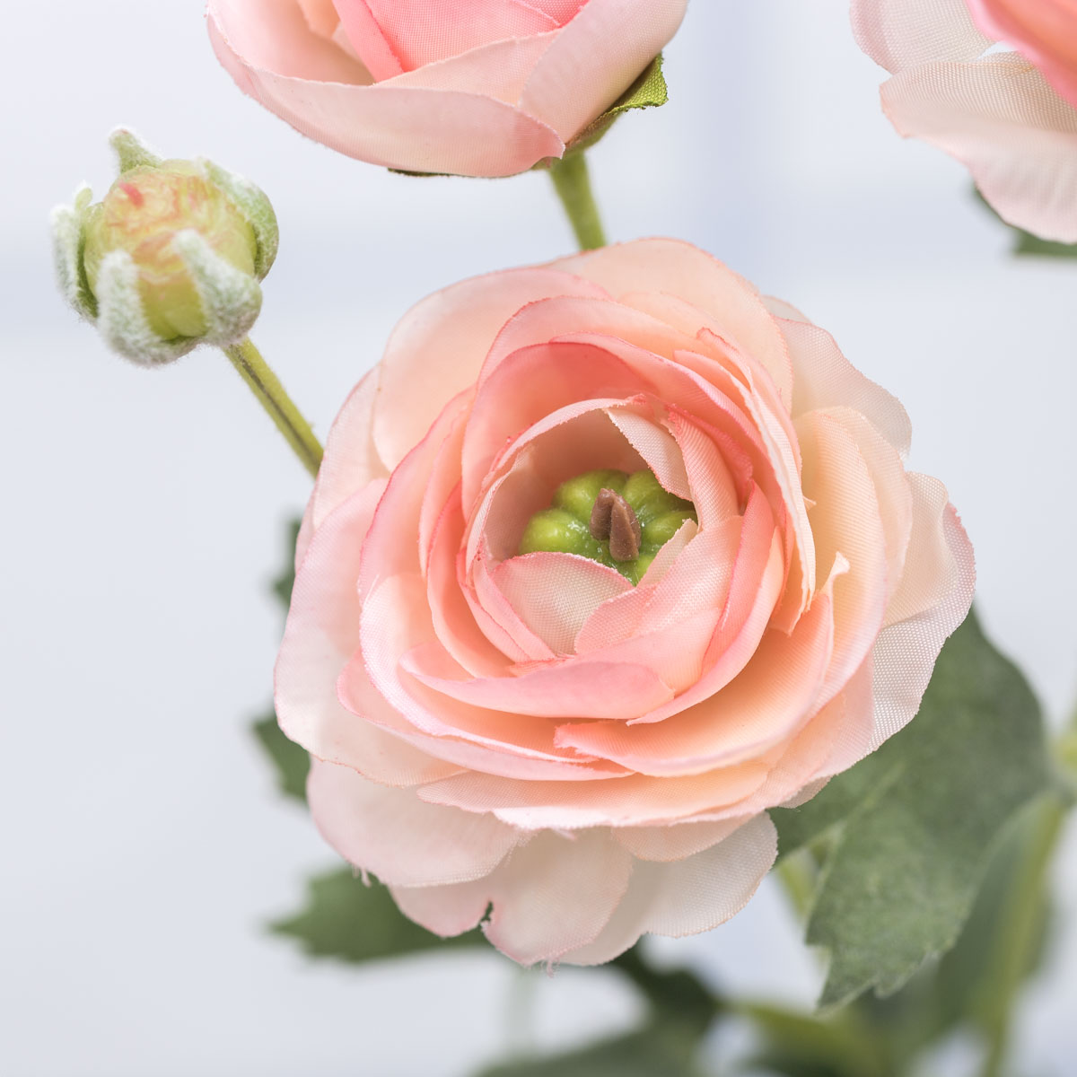 Misty Rose ɼ  