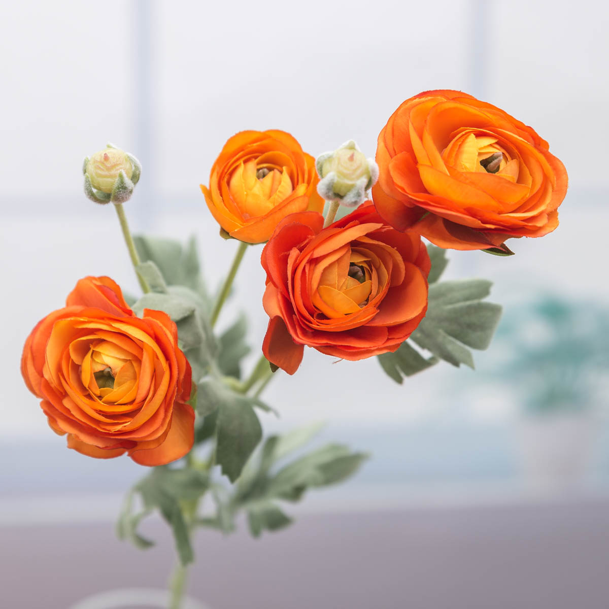 Orange  ̹