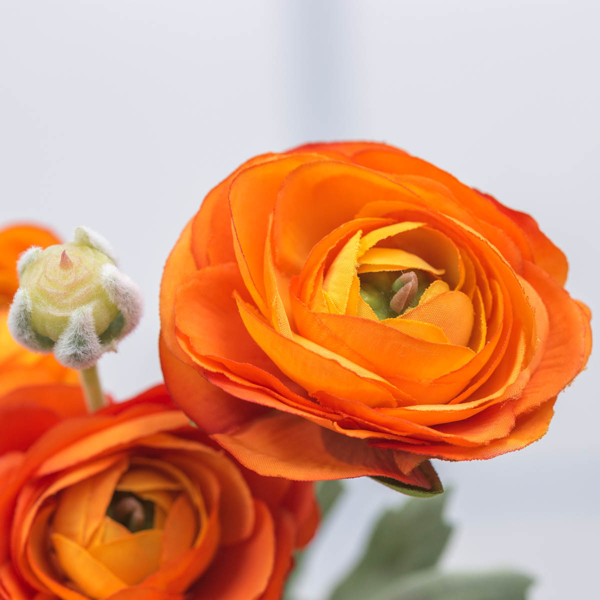 Orange ɼ  