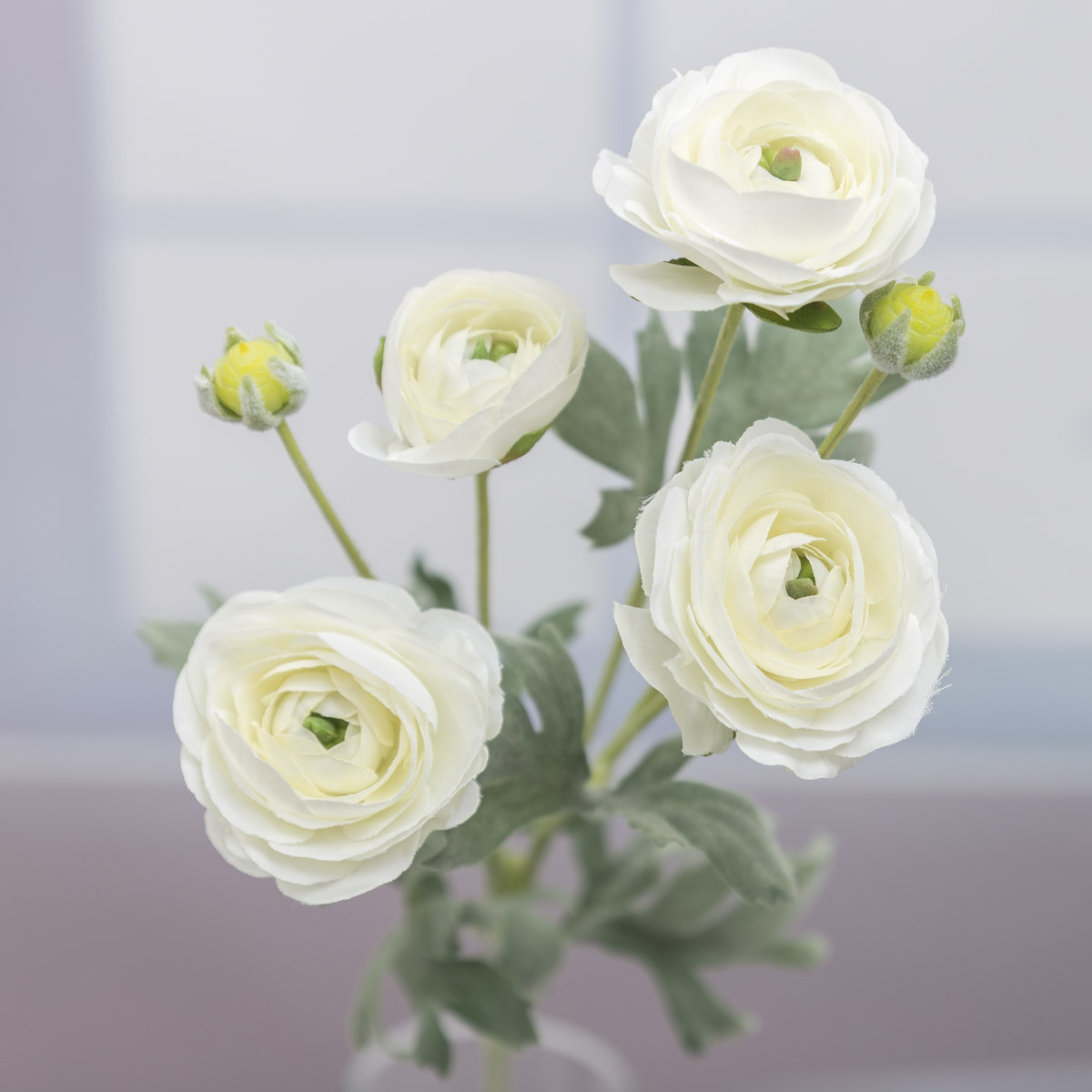 White  ̹