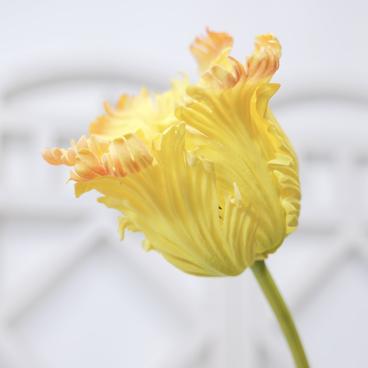 실크플라워 패롯 튤립 가지 80cm, 조화꽃 장식 상품 다중이미지 썸네일