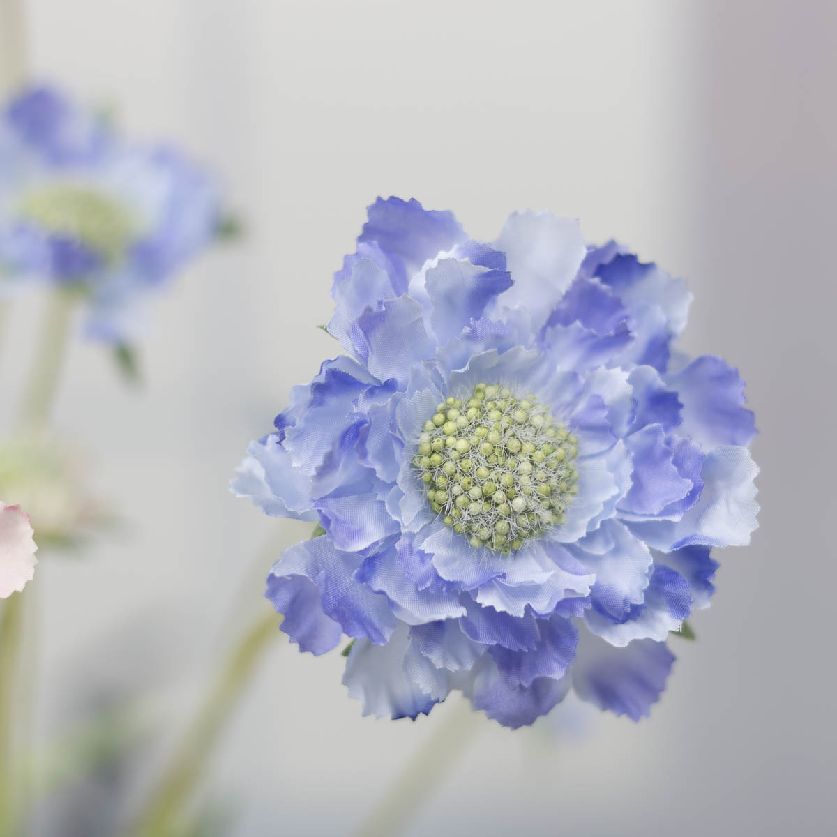 세송이 스카비오사 꽃 가지 62cm Blue(블루) 