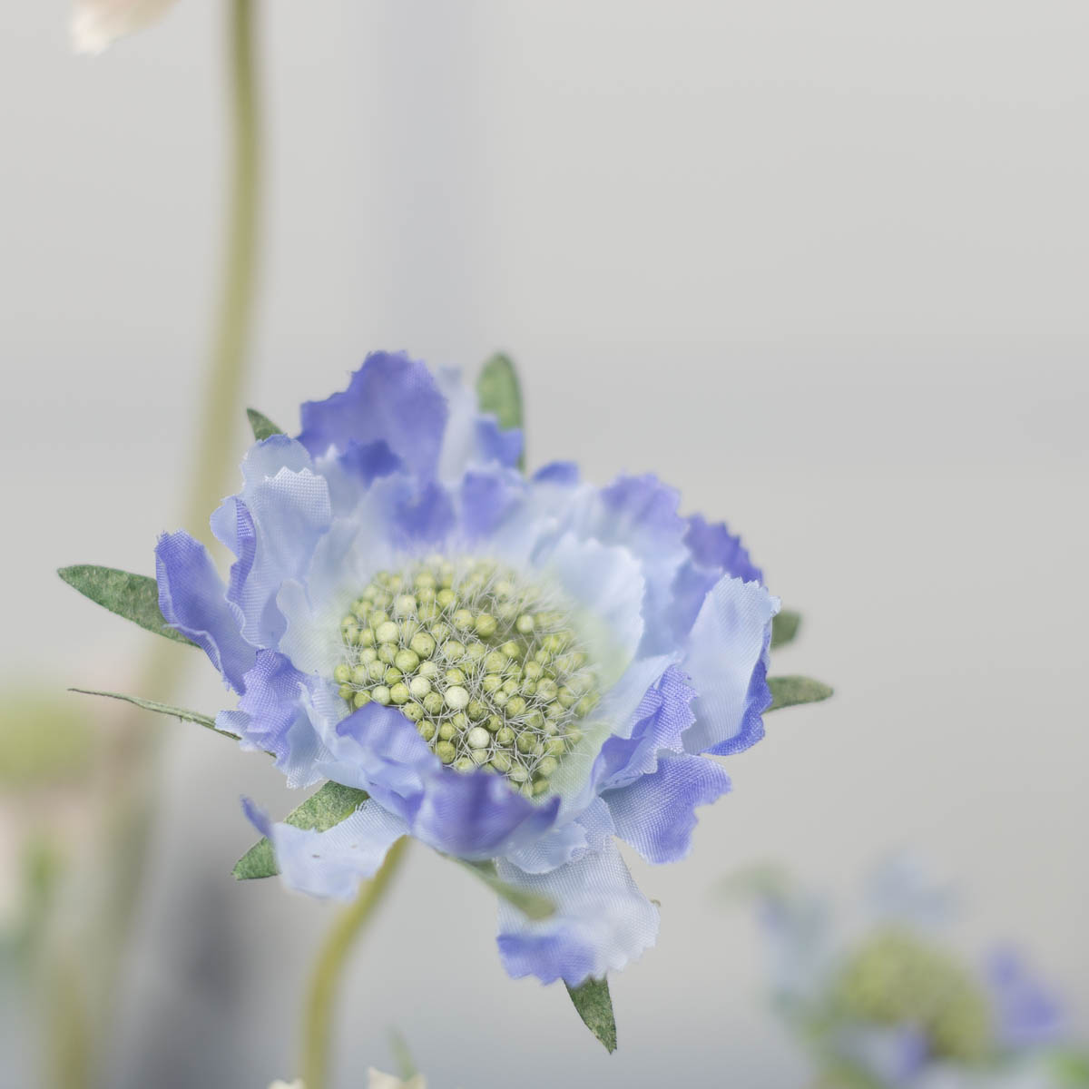 세송이 스카비오사 꽃 가지 62cm Blue(블루)