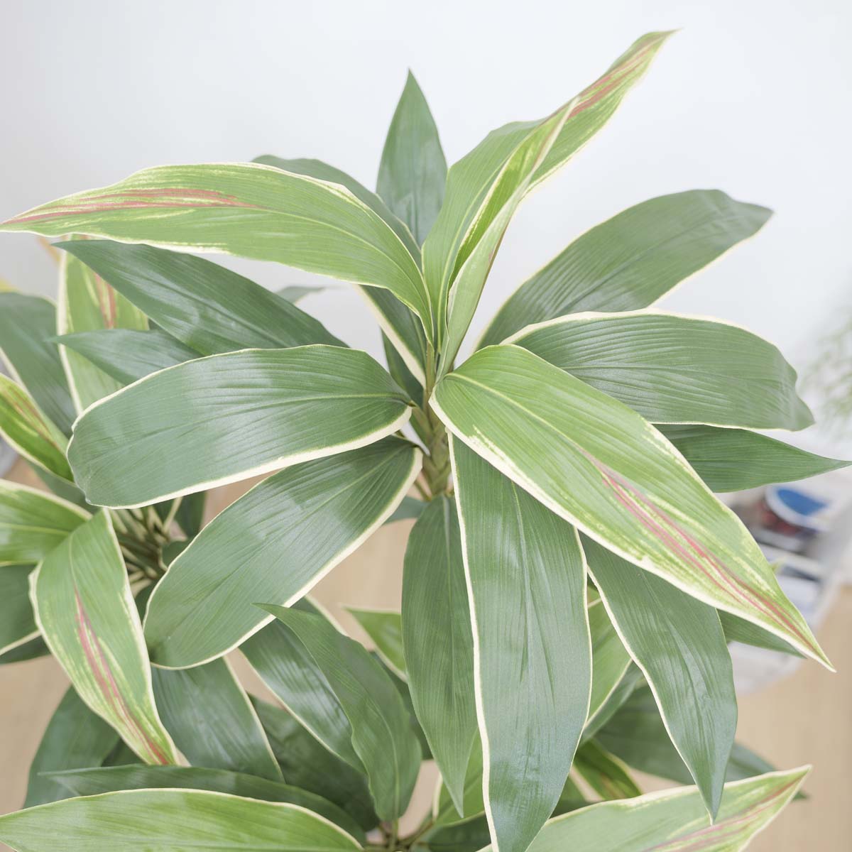 ȭ 5 ڵ 170cm 簢ȭ(L), ȭ̹,  Ʈ