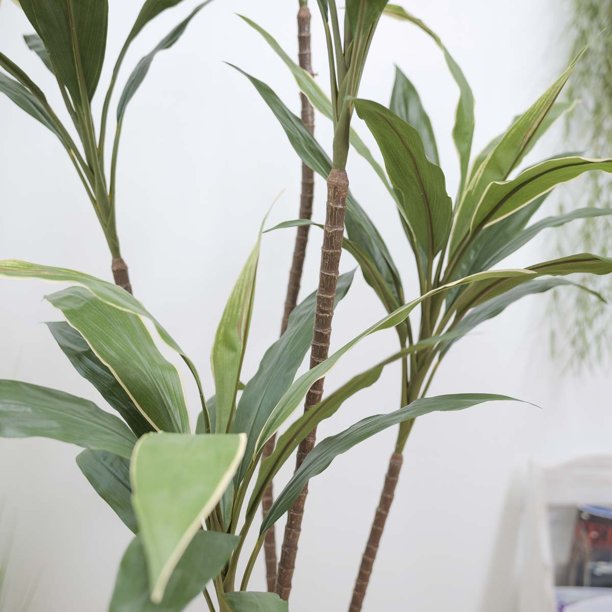 ȭ 5 ڵ 170cm 簢ȭ(L), ȭ̹,  Ʈ