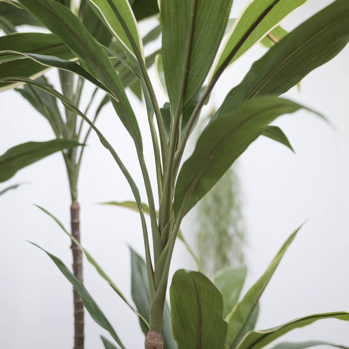 ȭ 5 ڵ 170cm 簢ȭ(L), ȭ̹,  Ʈ