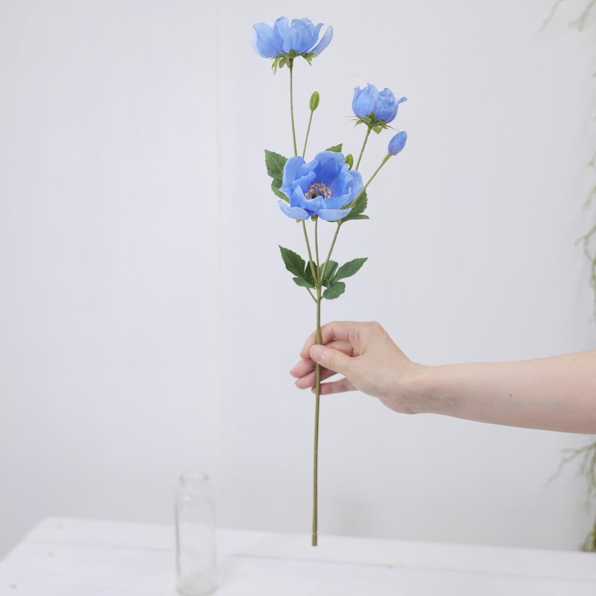 ũö Ƴ׸ ȭ  50cm ٱ տ  