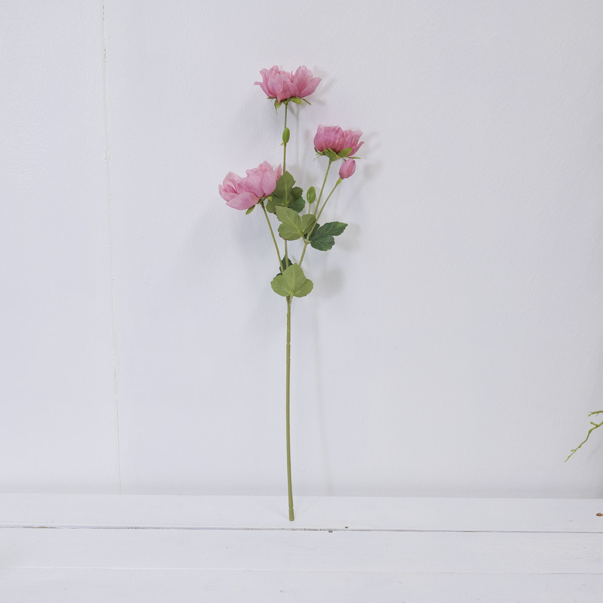 ũö Ƴ׸ ȭ  50cm   