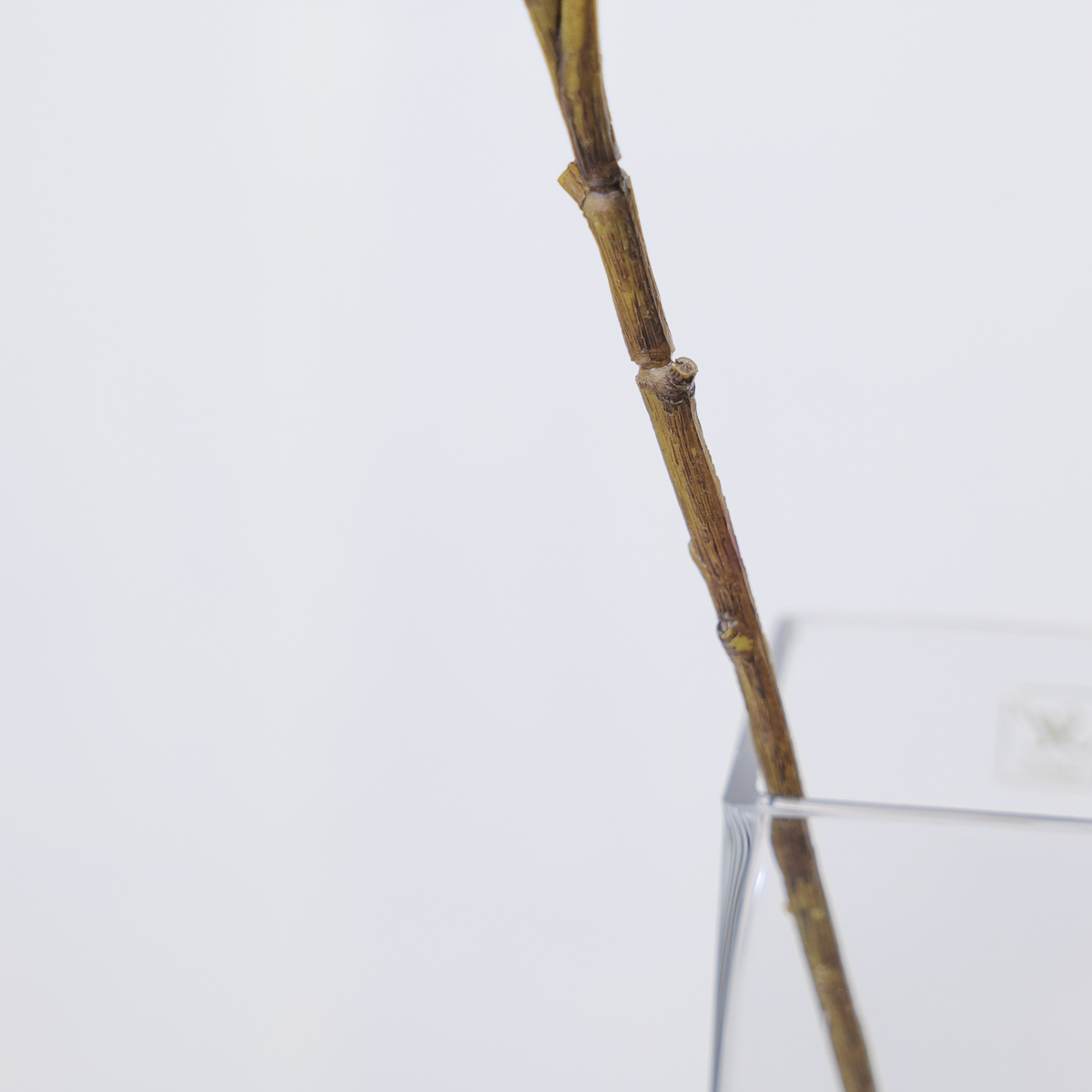 조화식물 엔키안투스 나무 가지 110cm 굵은줄기디테일