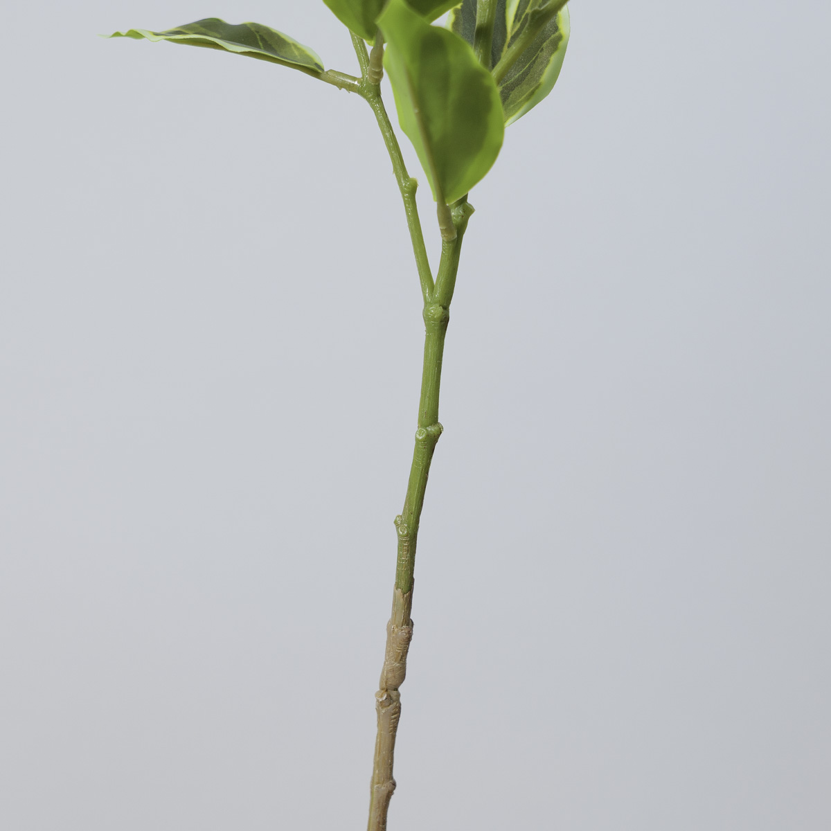 ȭ  ڹ ٻ 80cm   ȭ ȭ  ǰ ̹ 