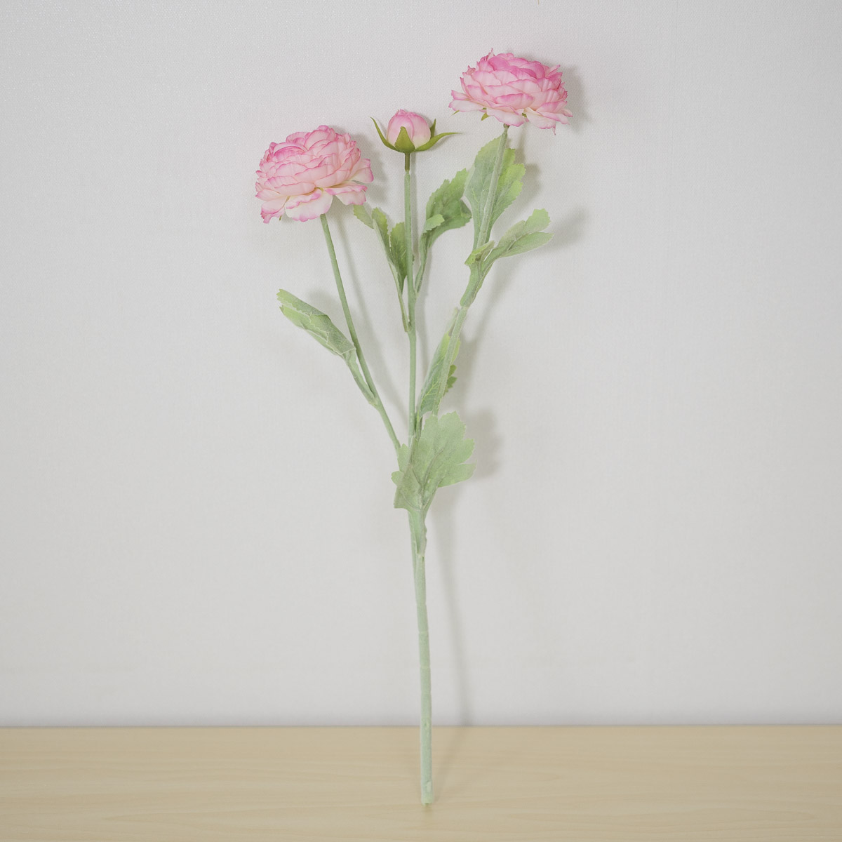 ũö ŧȭ   50cm Ƽ  