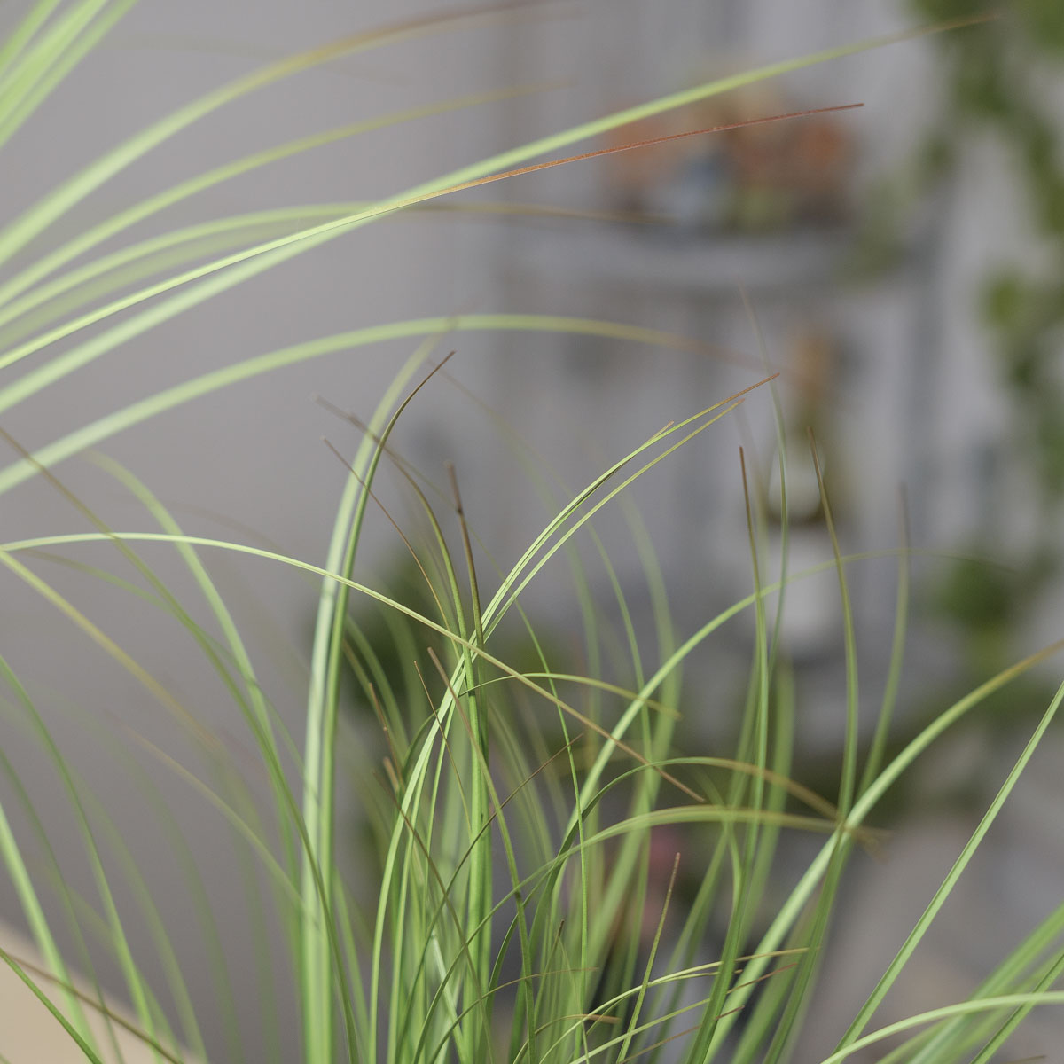 �����Ĺ� ��ȭǮ �׶� �ν� 48cm �׸� ��ȭ�Ĺ� ��ǰ �����̹��� �����