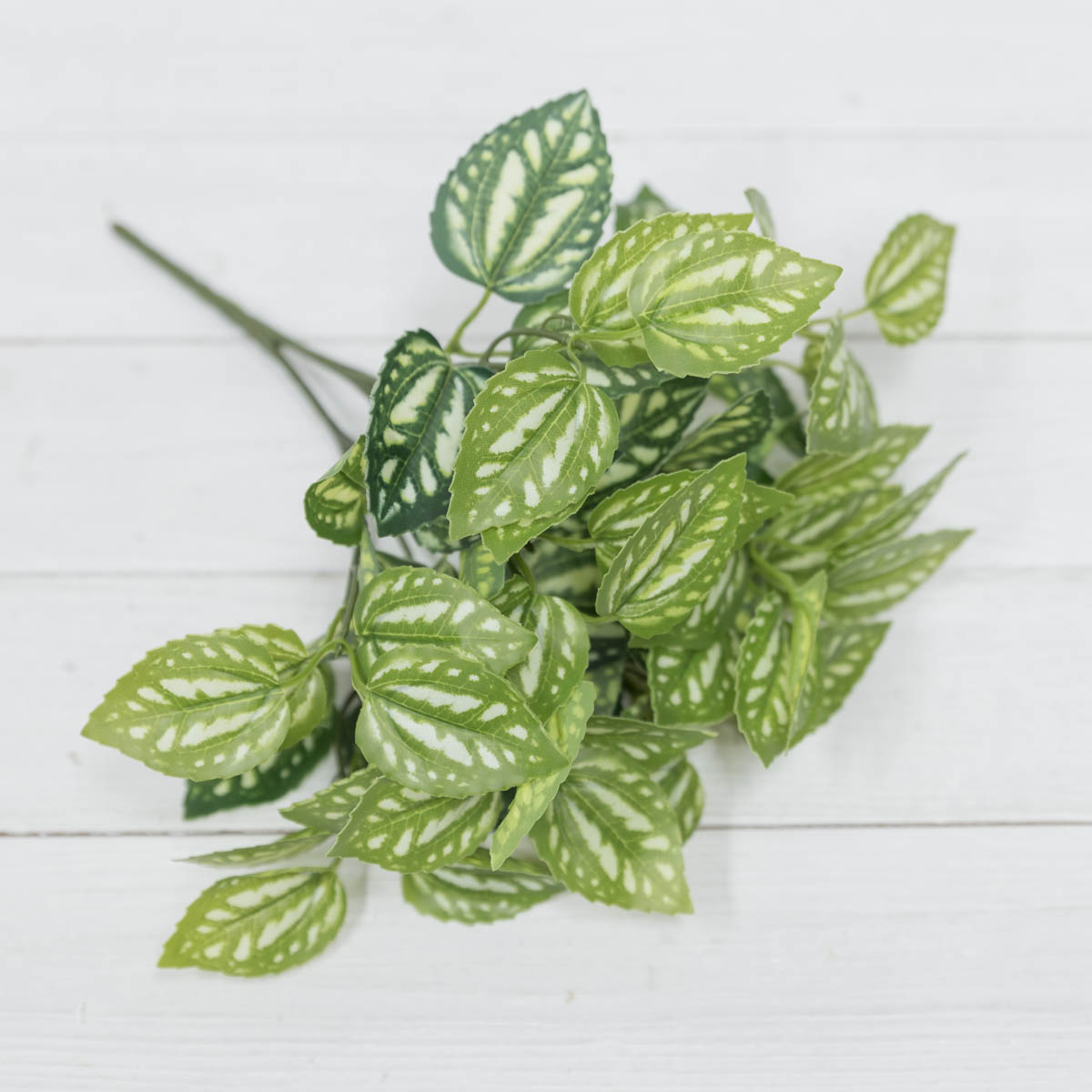 지피 식물 초록 잎부쉬 페페로미아